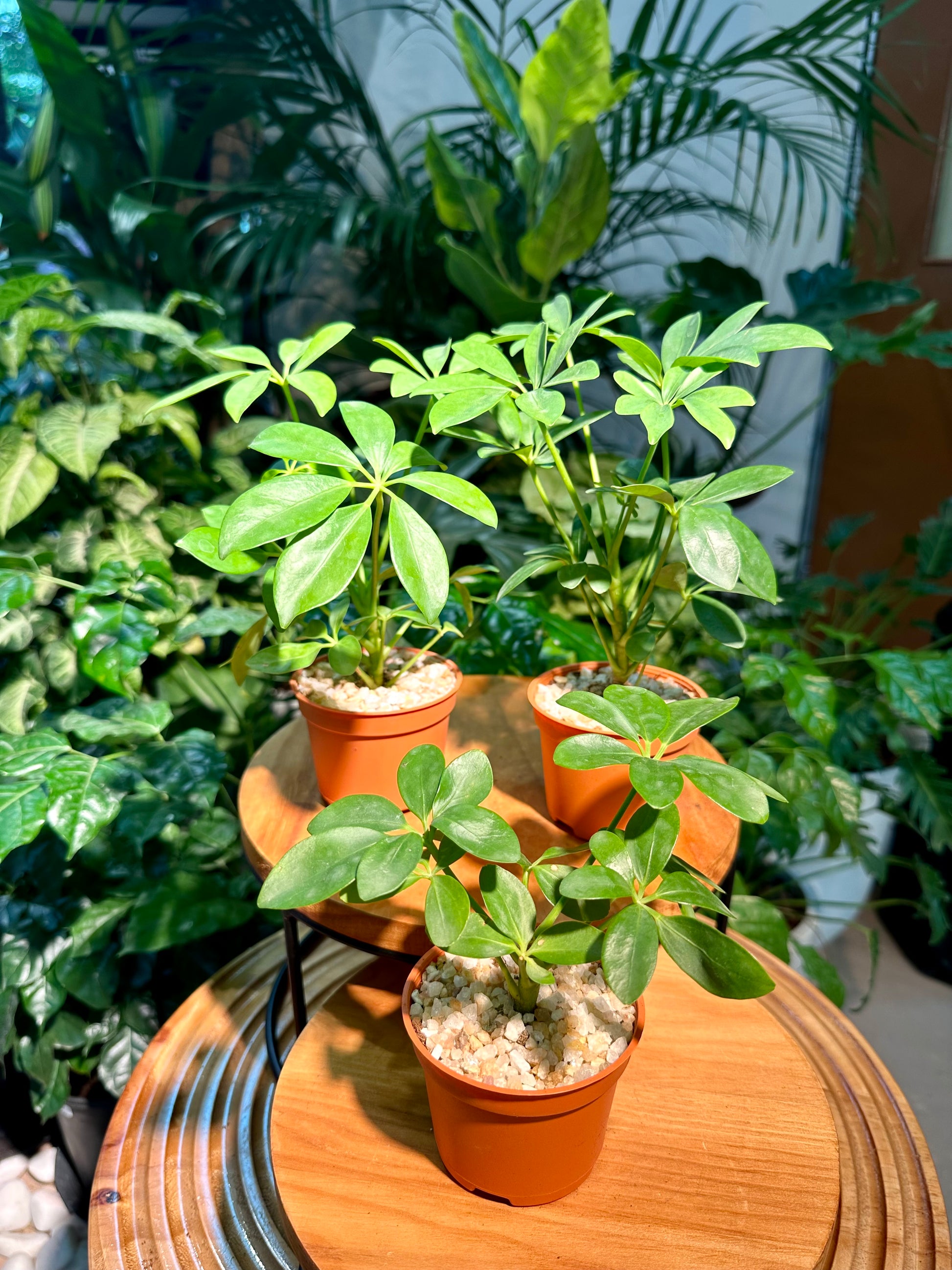 indoor umbrella plant Schefflera in Plastic Pot (aka umbrella plant)