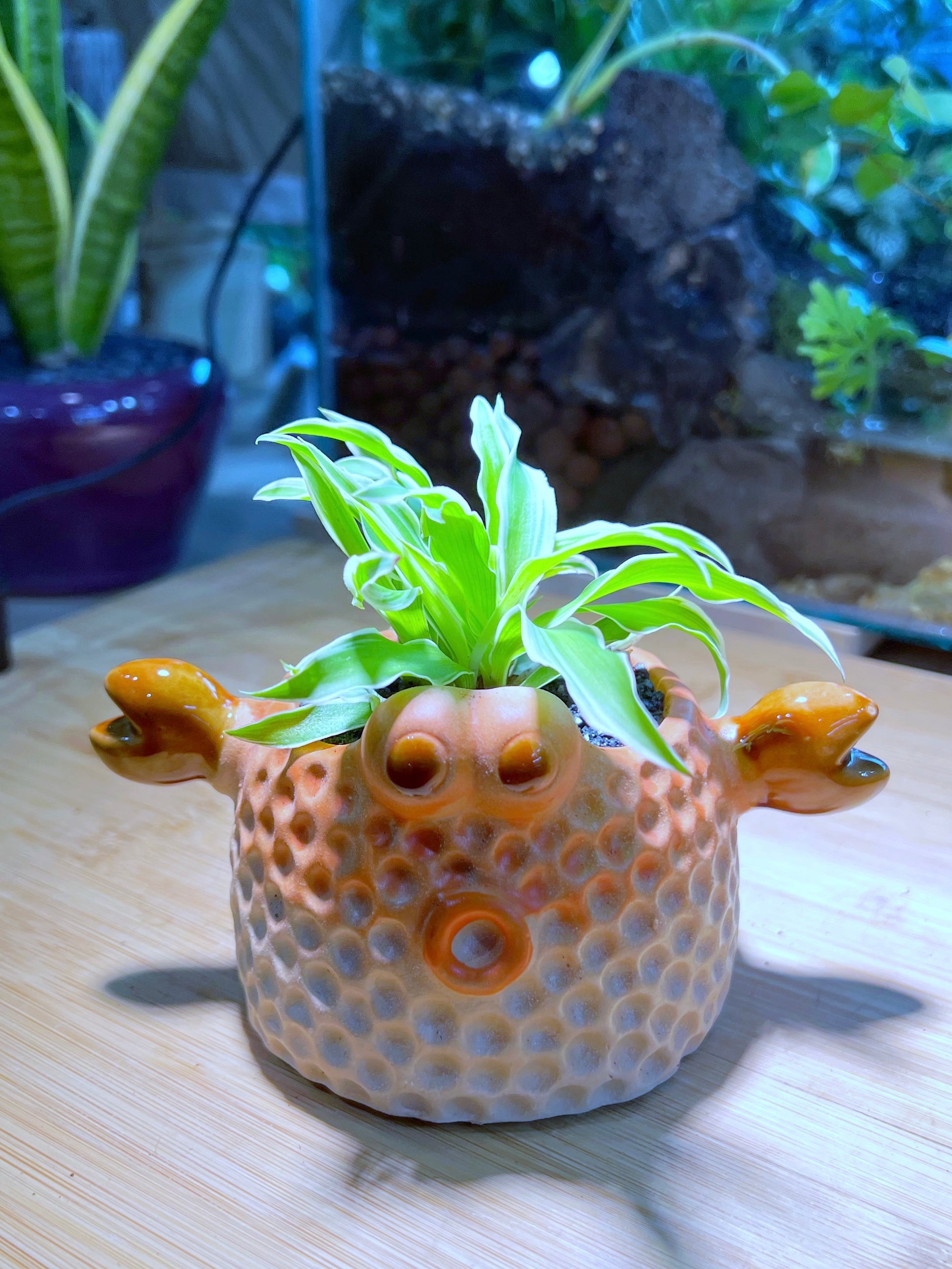 spider plant in ceramic pot Spider Plant in Hard Shell 🦀 Ceramic Pot