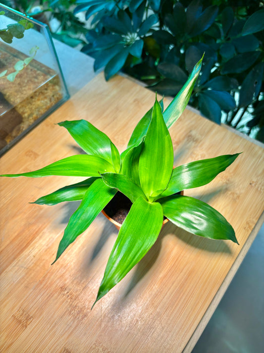 Callisia Fragrans in Plastic Pot