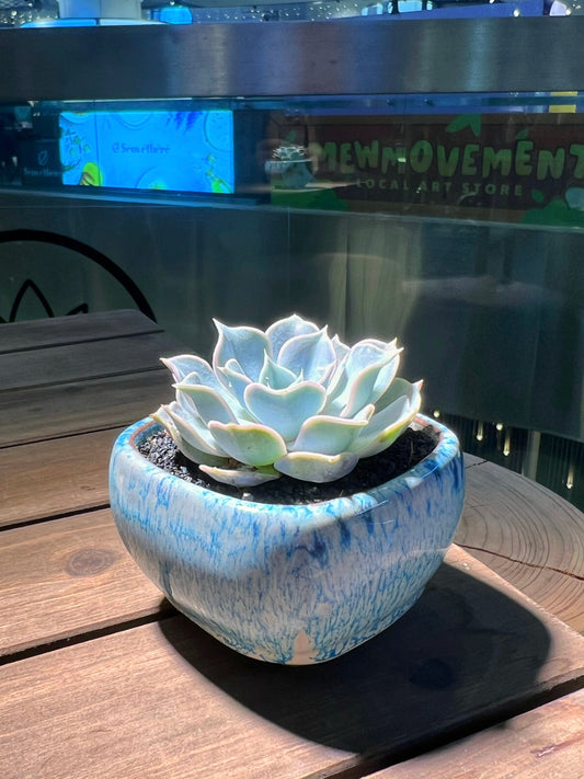 Echeveria in Ocean Blue Sqaure Ceramic Pot
