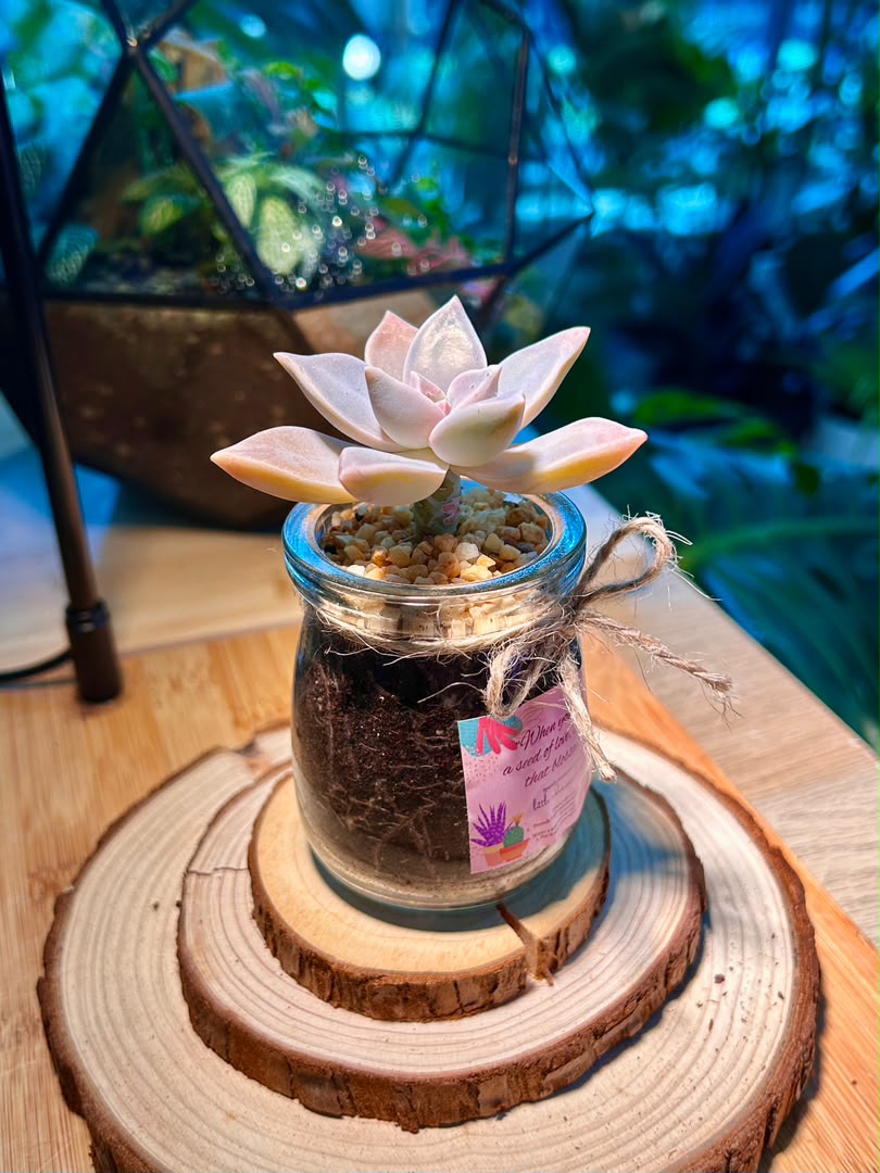 Ghost Plant (Succulent) in a Pudding Jar