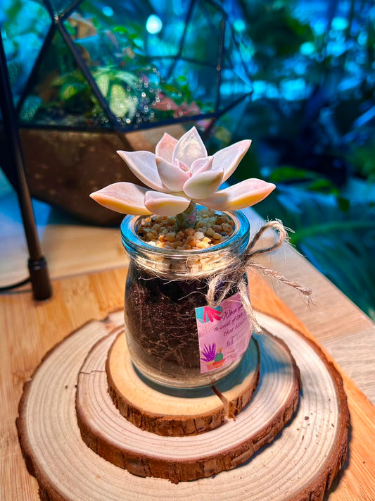 Ghost Plant (Succulent) in a Pudding Jar