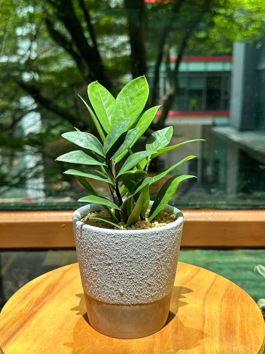 Zic Zac Plant in Grey Matte Pot