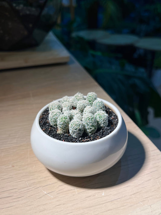 Mammillaria Gracilis (Cactus) in Round Ceramic Pot