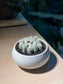 Mammillaria Gracilis (Cactus) in Round Ceramic Pot