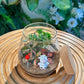 Fittonia in Glass Jar Terrarium with Cork