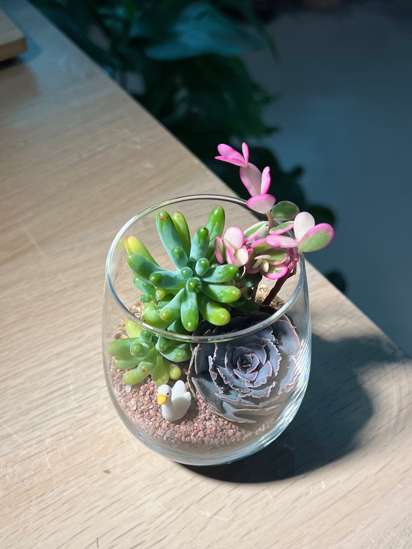 Succulent Terrarium in Tall Glass