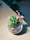 Succulent Terrarium in Tall Glass