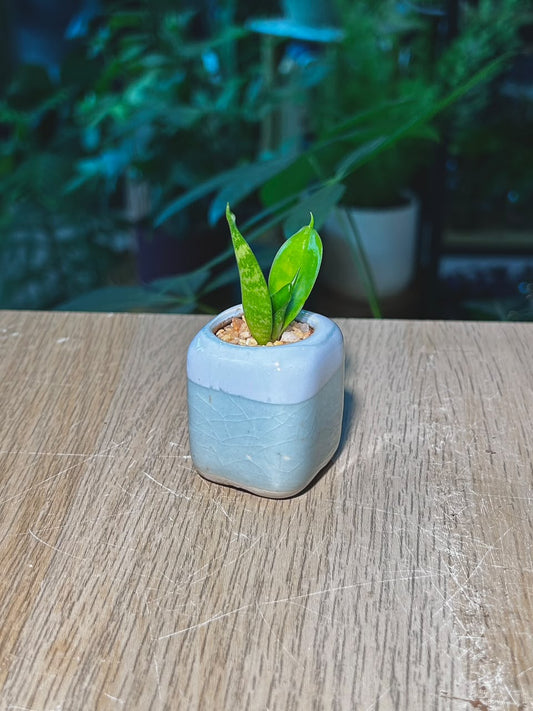 Snake Plant (虎尾兰) Sansevieria in Blue Glazed Ceramic Pot