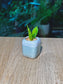 Snake Plant (虎尾兰) Sansevieria in Blue Glazed Ceramic Pot