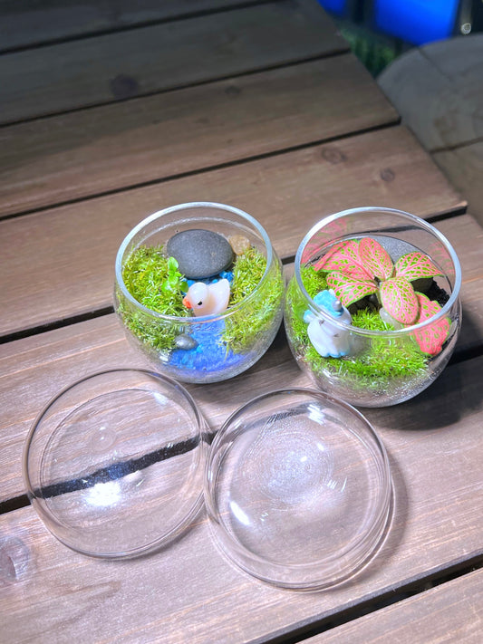 Moss with or without Fittonia in Tea Glass Terrarium