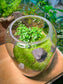 Moss and Muraya Arrangement in Tall Fishbowl Glass without Lid