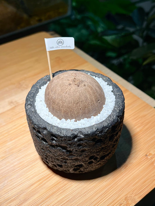Stephania in Black Concrete Pot