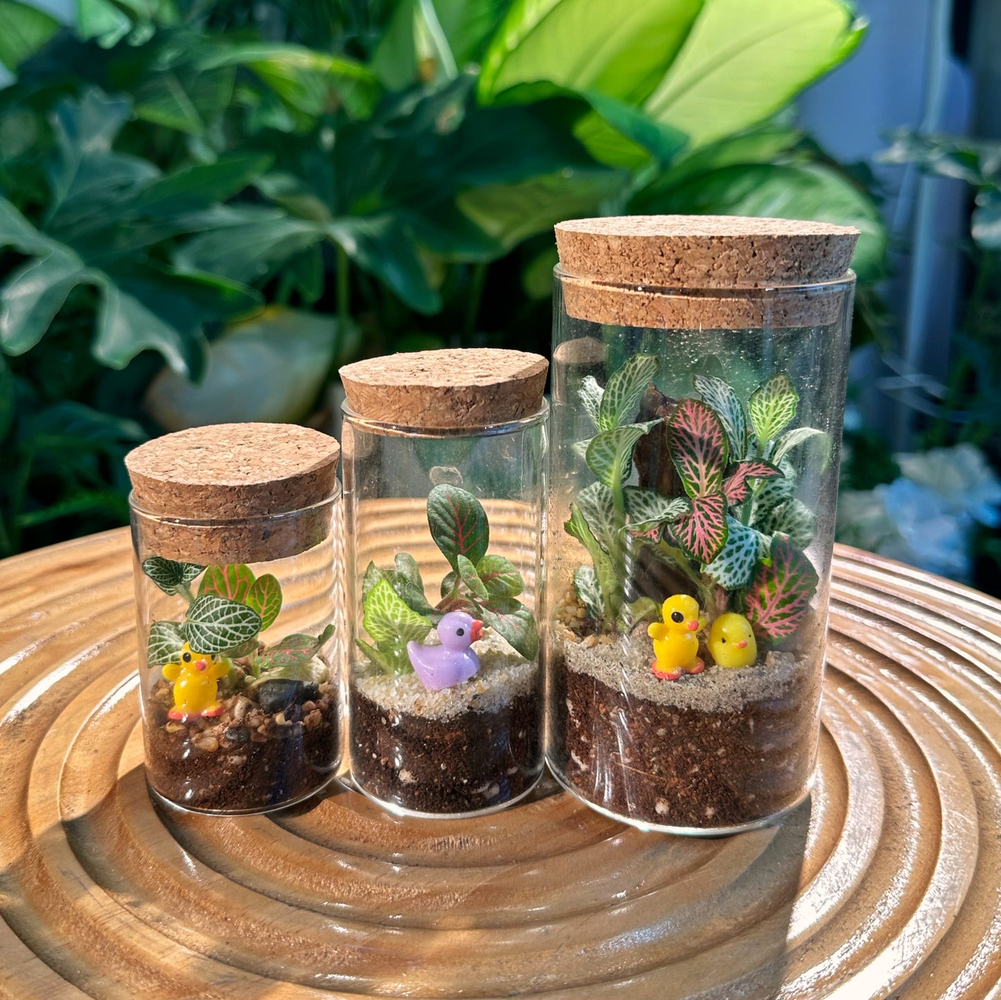 Fittonia in Cylinder Terrarium with Cork(S)