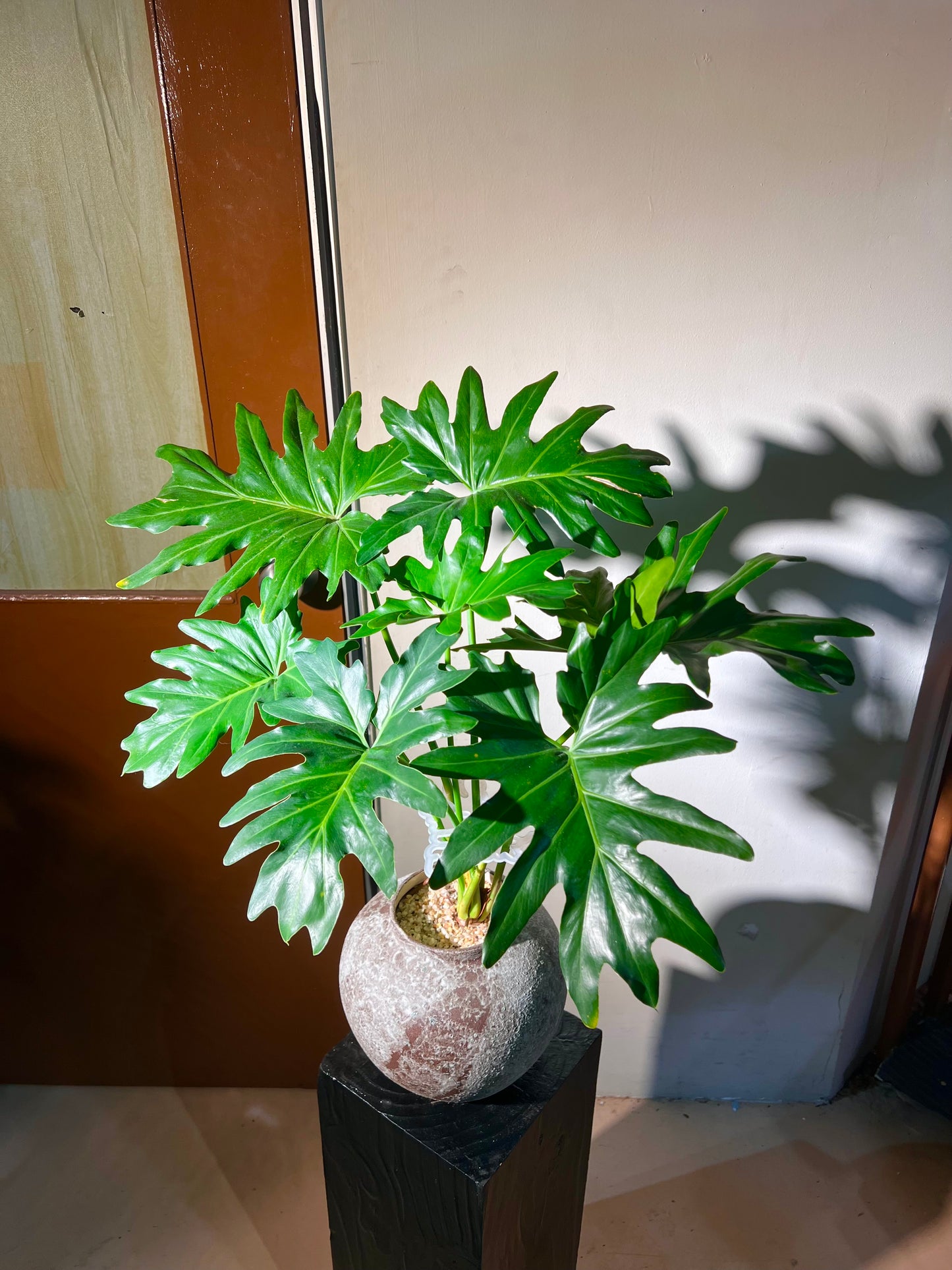 Philodendron Selloum in Ceramic Pot