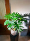Philodendron Selloum in Ceramic Pot