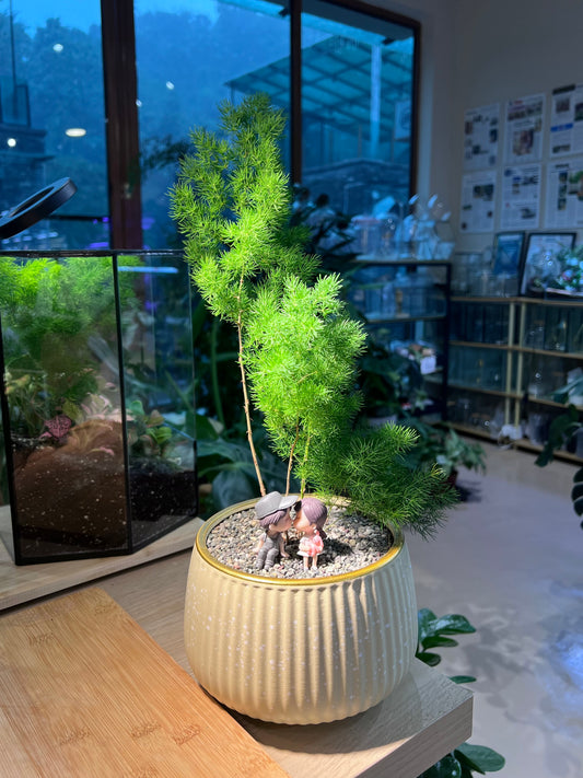 Ming Fern in Light Yellowish Ceramic Pot with Couple Figurines