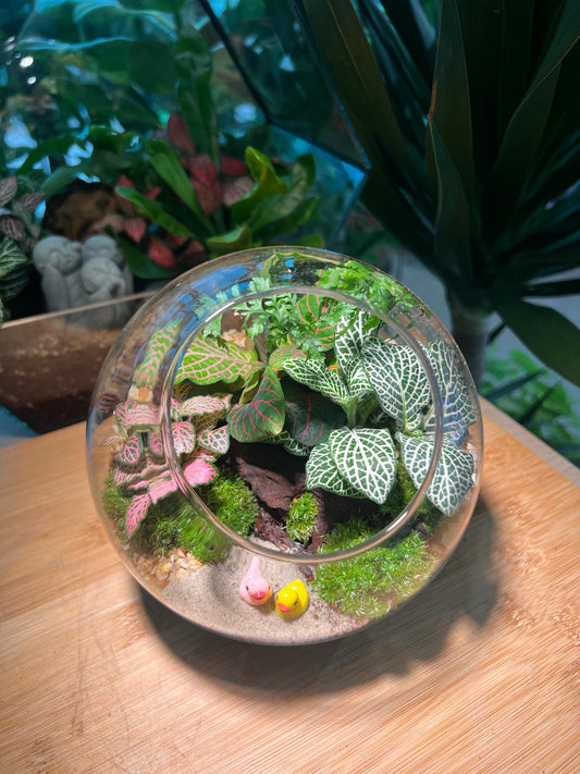 Fittonia and Moss in Round Glass Terrarium (M: 15cm)