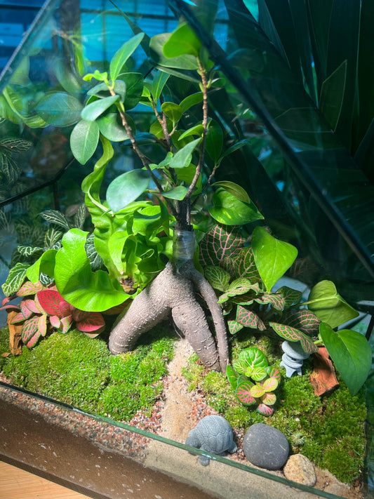 Bonsai Terrarium