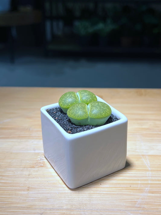 Twin Lithops in Square Ceramic Pot