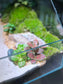 Indoor Plant Arrangement in Serene Forestscape Terrarium
