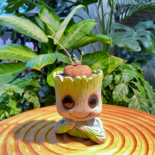 Stephania in Groot Designed Pot