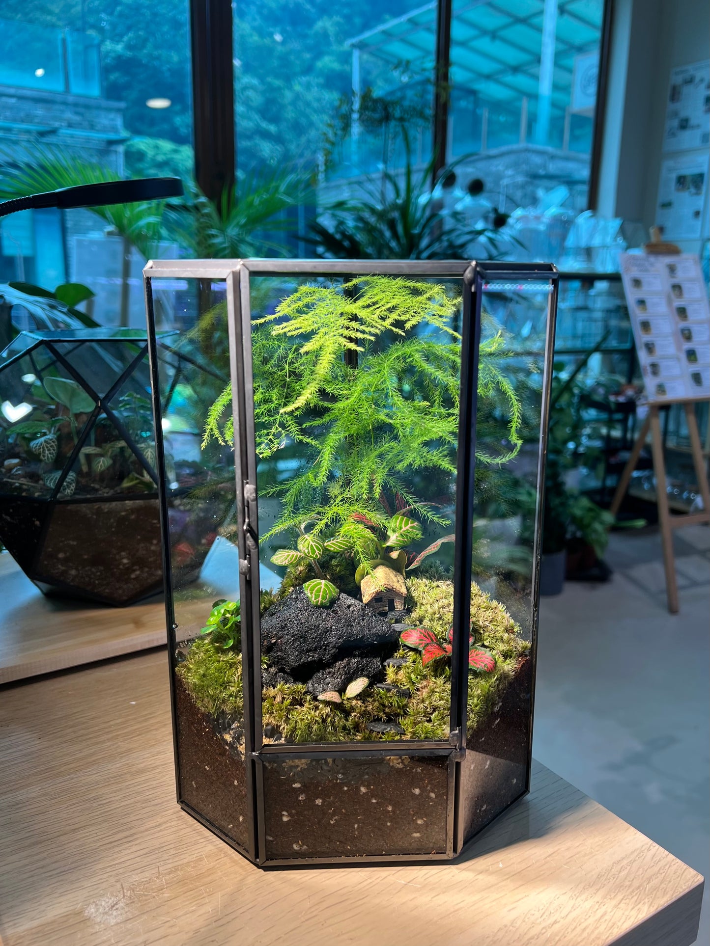 Fittonia, Asparagus Fern with Moss Arrangement in Pentagonal Tall Glass with Lid Terrarium