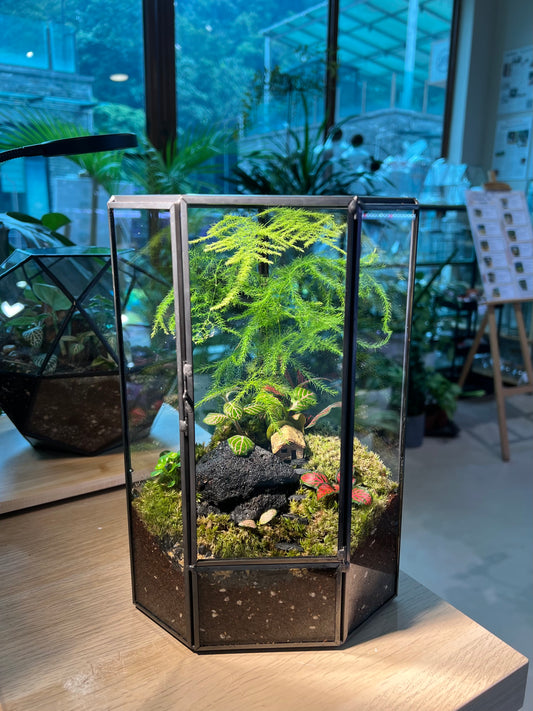 Fittonia, Asparagus Fern with Moss Arrangement in Pentagonal Tall Glass with Lid Terrarium