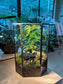 Fittonia, Asparagus Fern with Moss Arrangement in Pentagonal Tall Glass with Lid Terrarium