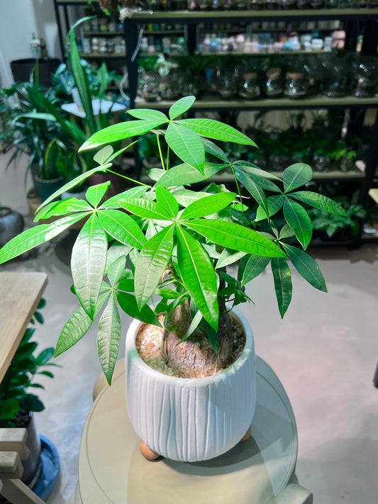 CNY Theme - Pachira in White Textured Ceramic Pot