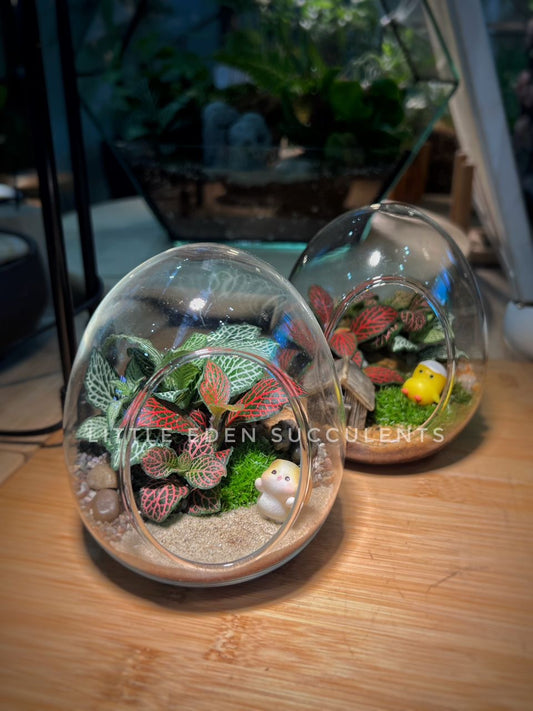 Fittonia with Moss Arrangement in Eggette Glass Terrarium (S)