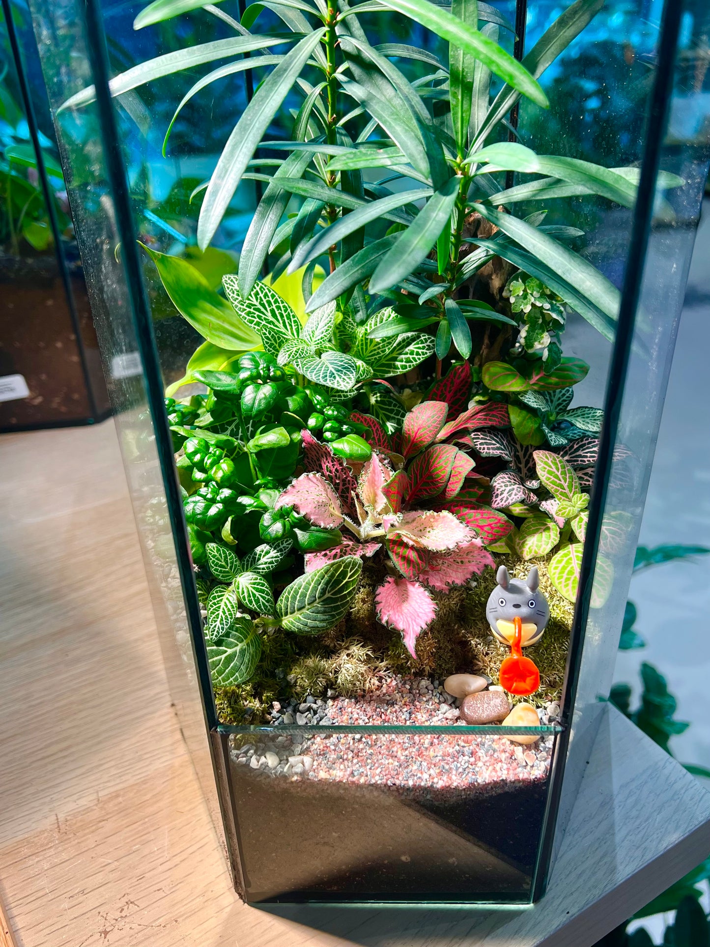 Fittonia, Podocarpus (罗汉松) and Bubble Plant Arrangement in Hexagonal Tall Terrarium