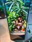 Fittonia, Podocarpus (罗汉松) and Bubble Plant Arrangement in Hexagonal Tall Terrarium