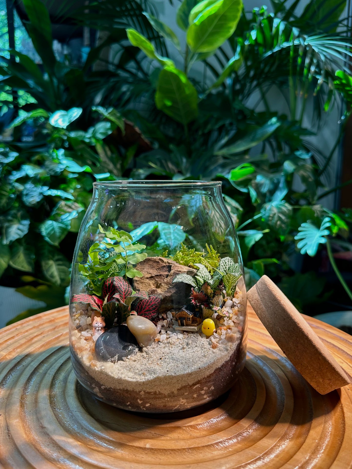 fittonia plant terrarium Fittonia and Fern in Glass Jar Terrarium with Cork