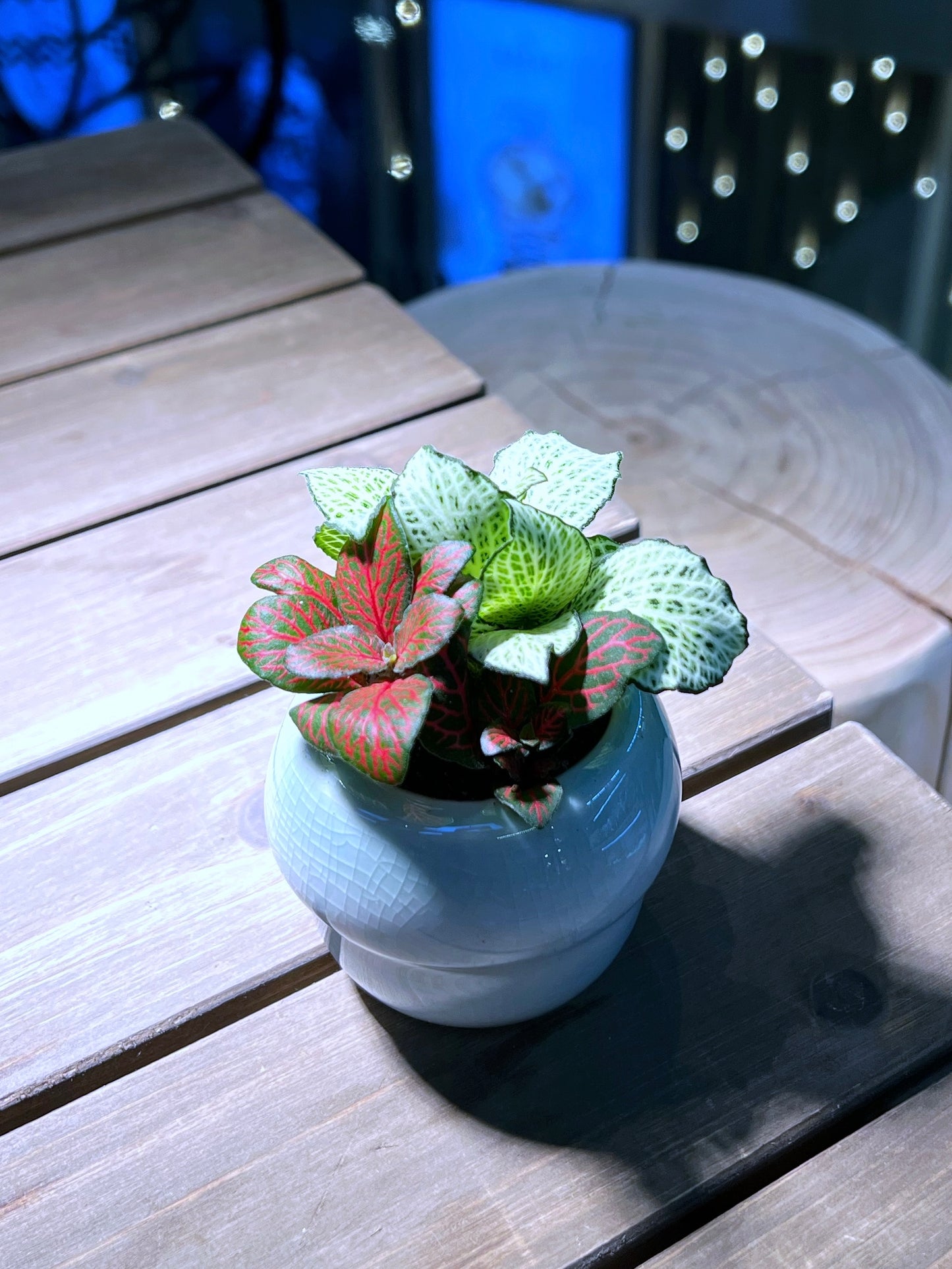 Fittonia in Mushroom Head Pot