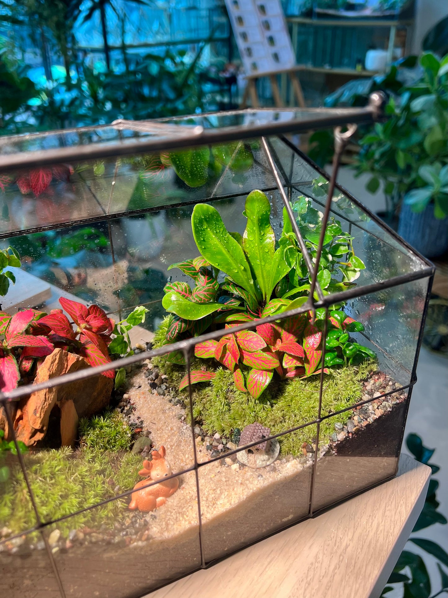Fittonia, Fern with Moss (Indoor Plant) Arrangement in Black Grid House Terrarium