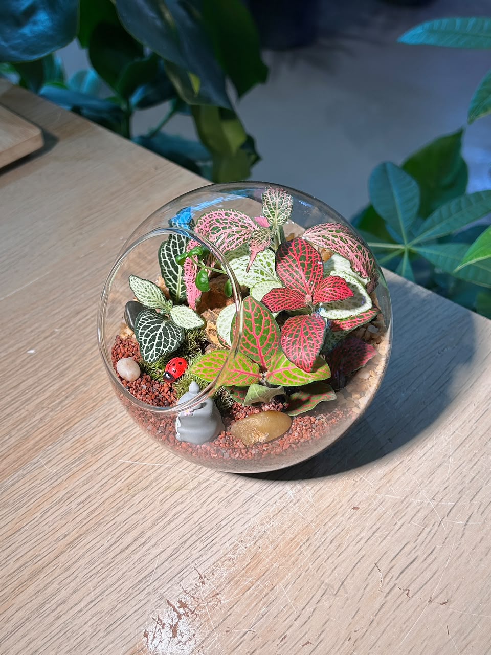 Indoor Plant Arrangement Fittonia & Moss (网纹草 & 苔藓) in Round Glass (L)