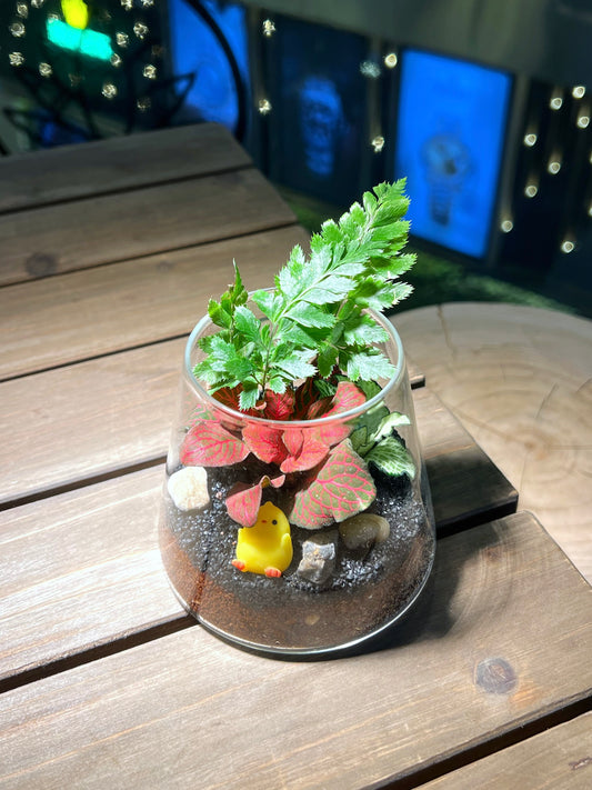 Fittonia & Fern Arrangement in Fuji Glass Terrarium