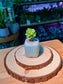 Echeveria Succulent (拟石莲花) in Blue Glazed Ceramic Pot