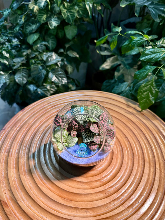 Fittonia in Round Glass Terrarium