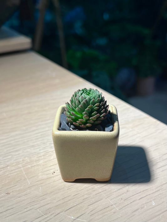 Rosularia Platyphylla in Matt Textured Claypot