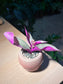 Tradescantia Nanouk in Mushroom Pot