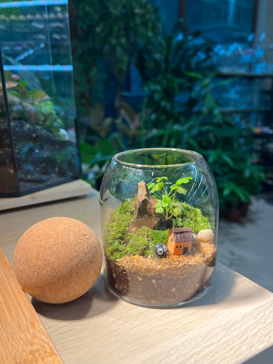 Moss Arrangement in Cylindrical Glass with Cork Ball (S)