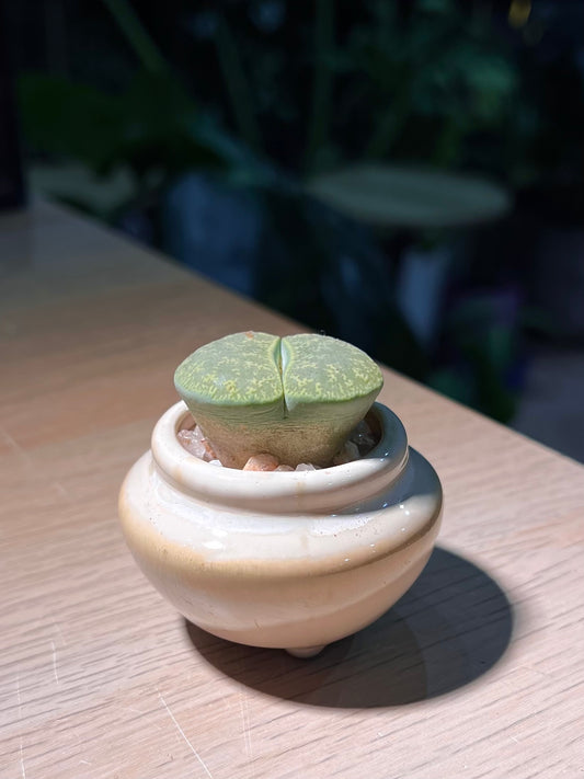 Lithop (生石花) in Small Spinning Top Ceramic Pot