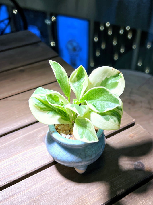 Peperomia Obtusifolia in Sky Blue Textured Designed Ceramic Pot