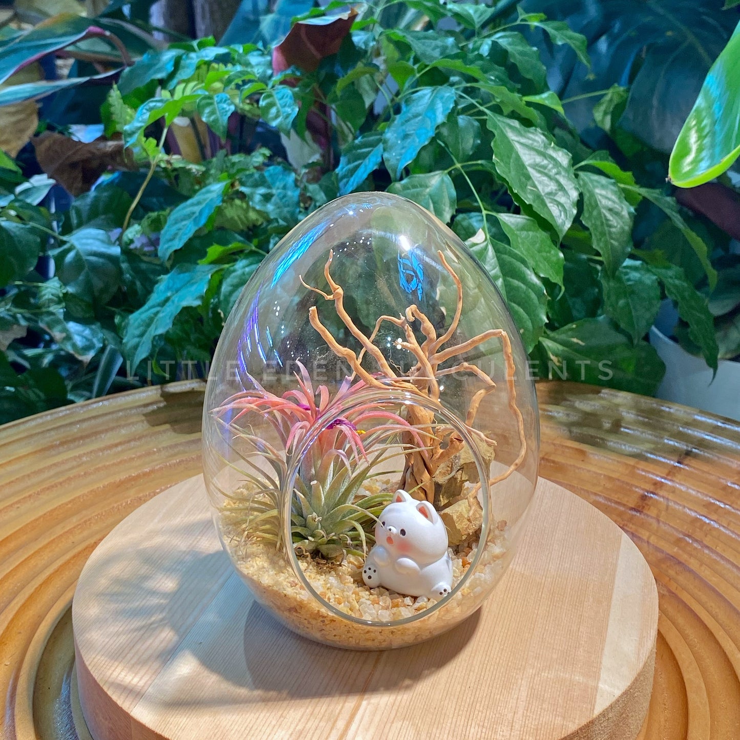 Airplant in Eggette Indoor Plant Terrarium (M)