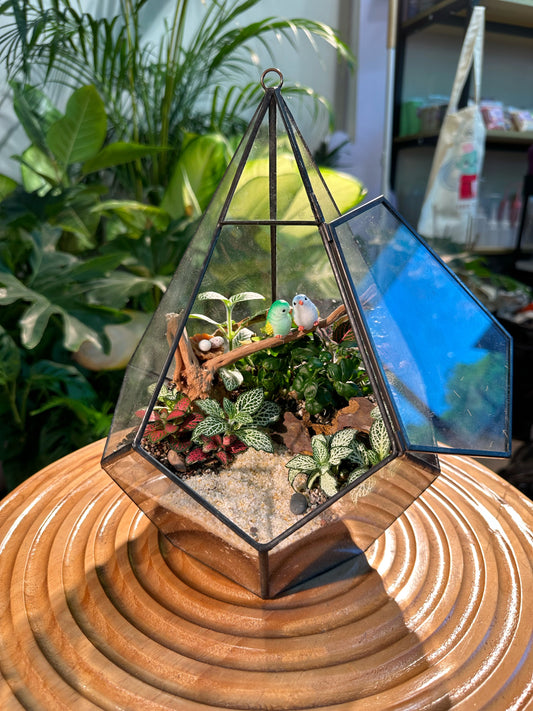 Fittonia & Fern Arrangement in Diamond Glass Terrarium (M)