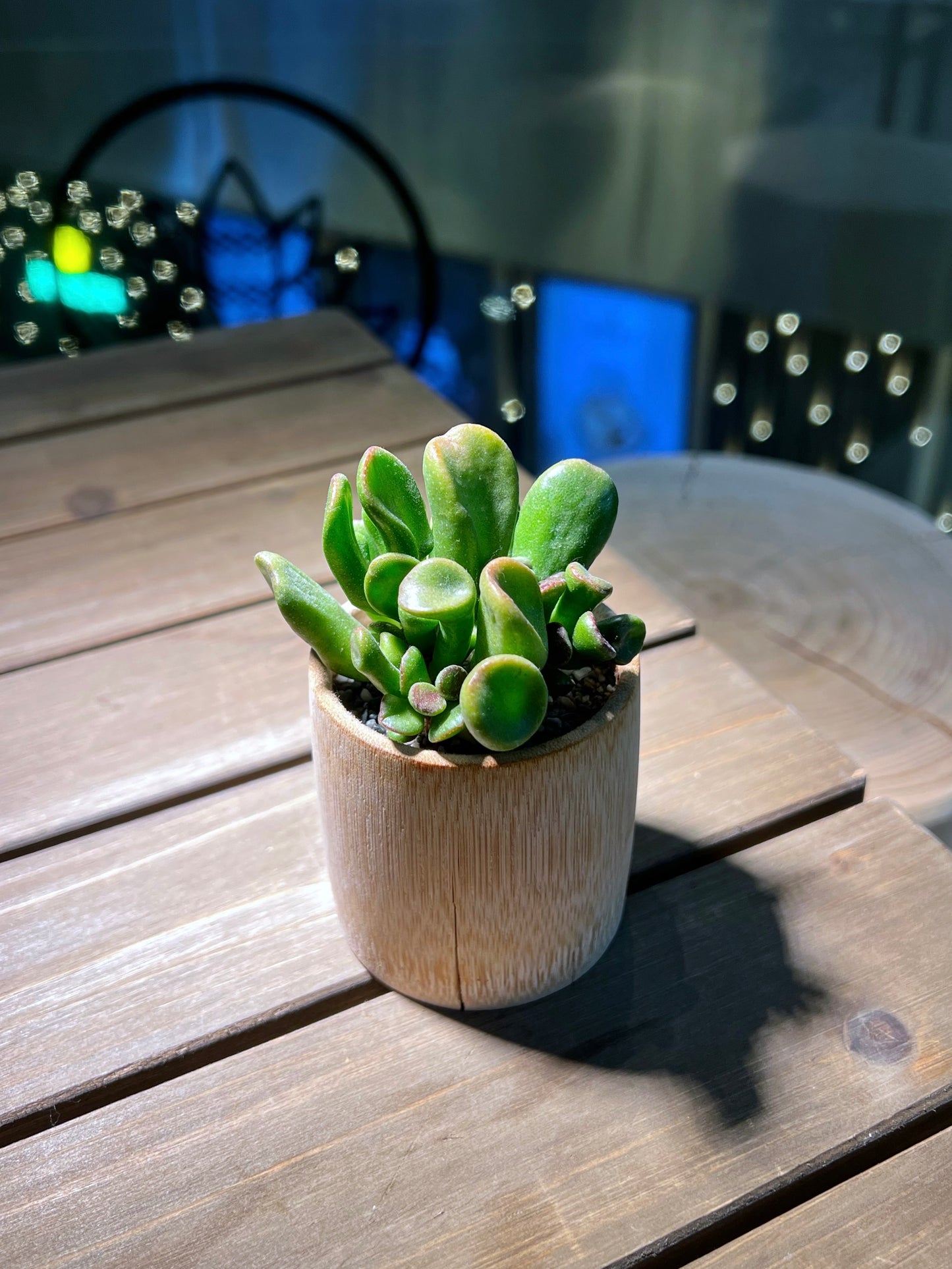 Crassula Ovata in Bamboo Pot