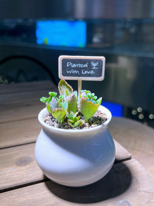 Kalanchoe in White Belly Ceramic Pot