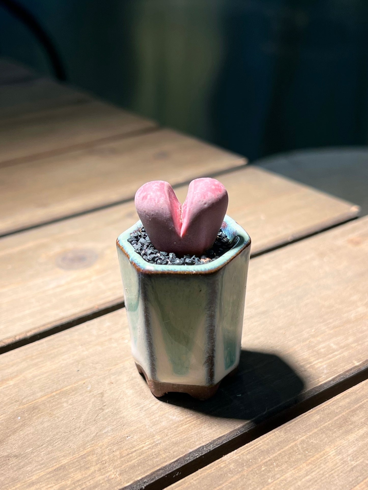 Lithops in Creative Designer Pot